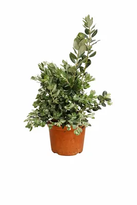 Produktbild von Rarität Metrosideros excelsa 40–60 cm Neuseeländischer Weihnachtsbaum Südseemyrte exotische Kübelpflanze Eisenholzbaum