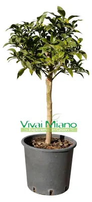 Immagine prodotto di Pianta di Yuzu - Limone Giapponese (vaso - 20)