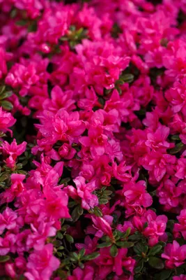 Produktbild von Rhododendron obtusum 'Melina', rosa Blüten, 15–20 cm