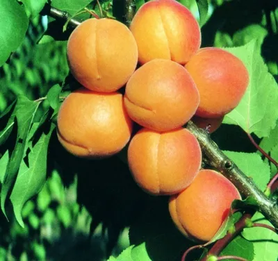Produktbild von Aprikose `Kuresia´ Aprikosenbaum - Buschbaum Topfballen (Versandzeit: ganzjährig)