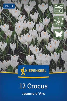Produktbild von Kiepenkerl Großblumiger Krokus Jeanne d`Arc Crocus vernus 12 Zwiebeln