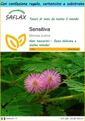 Immagine prodotto di SAFLAX Set regalo - Sensitiva - 70 semi - Mimosa