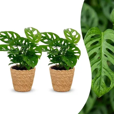 Produktbild von Monstera Adansonii – Rhaphidophora Tetrasperma – 2 Pflanzen – mit Korb - 25cm - Ø12cm