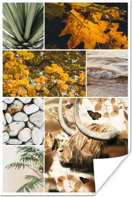 Produktbild von MuchoWow® Poster Schottische Hochlandrind - Collage - Meer - Pflanzen 20x30 cm - Papierdruck