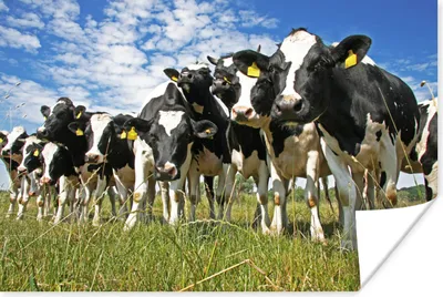 Produktbild von MuchoWow® Poster Kühe - Gras - Wiese - Tiere 60x40 cm - Schlafzimmerdekoration