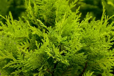 Produktbild von Chamaecyparis lawsoniana 'Stardust', Gelbe Scheinzypresse, 15–20 cm