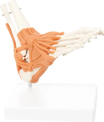 Produktbild von Fußskelett mit Bändern und Unterschenkelansatz, Anatomie Modell, Medizin