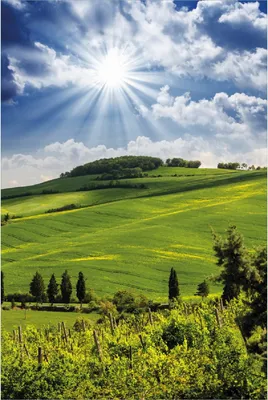 Produktbild von Wallario Poster - Strahlender Sonnenschein, Kunstdruck Größe: 61 x 91,50 cm