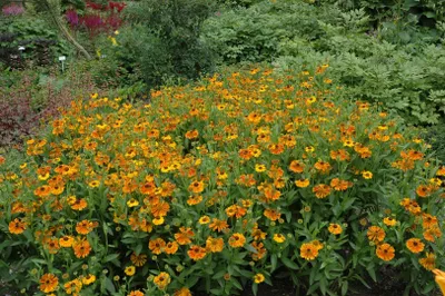Produktbild von Helenium x cult.'Waltraud', Sonnenbraut, orange-gelb, ca. 11x11 cm Topf
