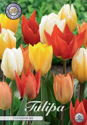 Artikelbild 2 von 'Tulpe Fosteriana Mix (10 Stück)' aus der Kategorie Tulpenzwiebeln