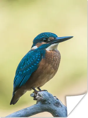 Produktbild von MuchoWow® Poster Eisvogel - Zweig - Vogel 120x160 cm - Wandbilder