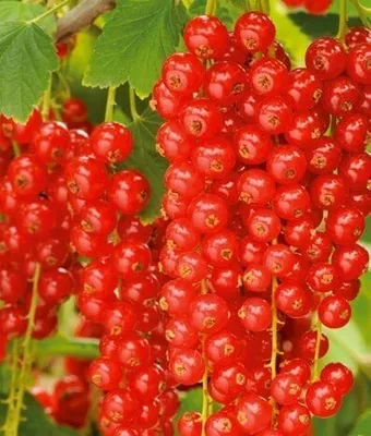 A close-up view of ripe red currants hanging from a branch.