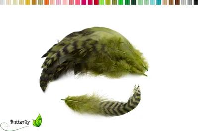 Produktbild von 10 Hahnenfedern Chinchilla 15-20cm, Farbauswahl:lindgrün 548H
