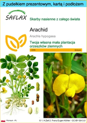 Zdjęcie produktu dla SAFLAX - Zestaw prezentowy - Arachid - 8 Nasiona - Z pudełkiem upominkowym, etykietą wysyłkową, kartą podarunkową i podłożem uprawowym - Arachis hypogaea