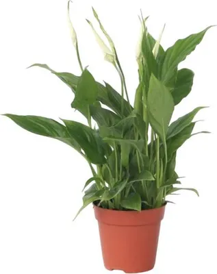 Image de Fleur de lune - Spathiphyllum 'Torelli' - Hauteur 30-45cm - ⌀12cm