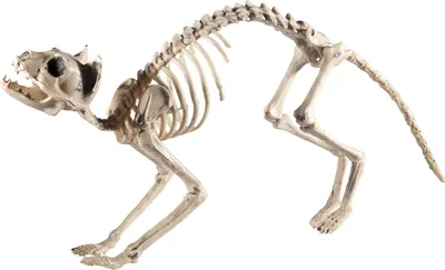 Immagine prodotto di Scheletro di gatto - Decorazione horror per Halloween
