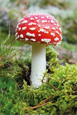 Produktbild von Wallario selbstklebendes Poster - Fliegenpilz im Wald, Größe: 61 x 91,50 cm