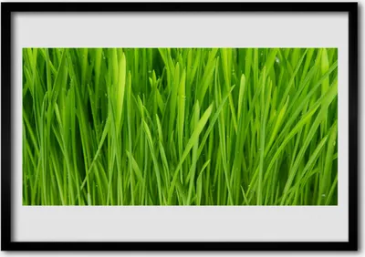 Produktbild von Bild 70x50 MDF-Rahmen Wandkunst Gras Natur Pflanze