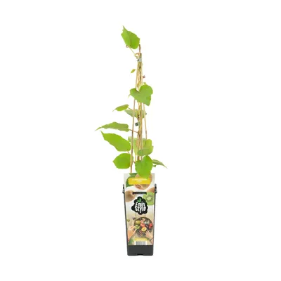 Produktbild von Bloomique - Actinidia Deliciosa 'Jenny' - Kiwipflanze - Obstpflanzen - Gartenpflanzen - Winterhart - ⌀14 cm - Höhe 60-70 cm