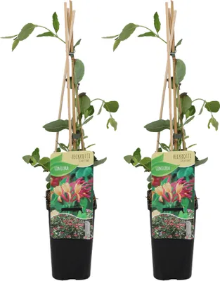 Image de Bloomique - Lot de 2 - Lonicera Heckrottii Goldflame - Chèvrefeuille - Rouge, Jaune - Plantes grimpantes - Plantes de jardin - Rustiques - Pot 15cm - Hauteur 70-80 cm
