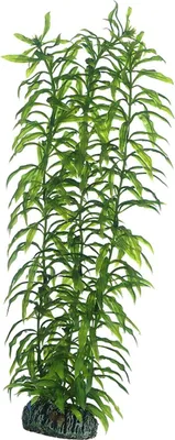 Produktbild von Hobby Heteranthera - 34 cm - künstliche Aquariumpflanze
