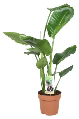 Zdjęcie produktu dla Strelitzia Nicolai - 50-60cm - Ø17cm - Roślina doniczkowa - Zimozielony