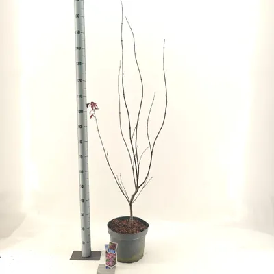 Produktbild von Acer pal. ‘Bloodgood’ - Fächerahorn | 60-70 cm im Topf