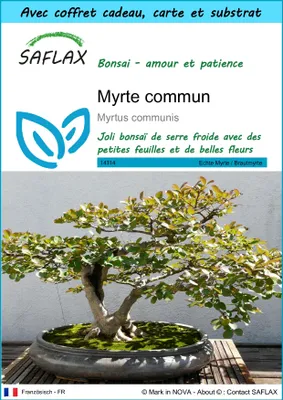 Image de SAFLAX Ensemble-cadeau - Myrte commun - 30 graines - Myrtus