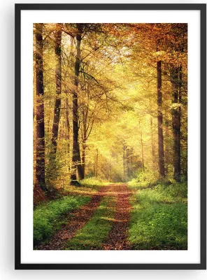 Produktbild von Gerahmtes Poster - Schwarzer Rahmen - Wald Baum Natur - 50x70 cm - Wand Bild - Wanddeko - Wandbilder - Kunstposter - Wandposter - Bilderrahmen - Bilder - Kunstdruck - Wandbild - P2BPA50x70-3718