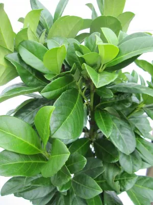 Produktbild von Hochstamm Lorbeerkirsche Bonaparte ® - Prunus laurocerasus - 80cm + Krone