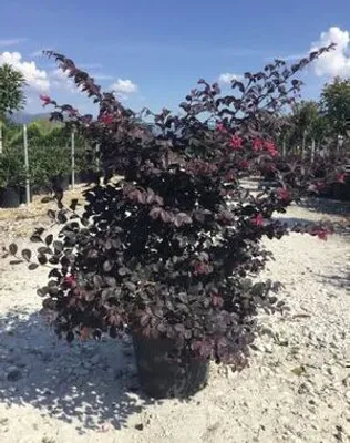 Zdjęcie produktu dla Loropetalum chin. 'Black Pearl' ® - Kwiat pasiasty 40-50 cm - Pojemnik