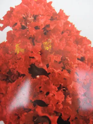 Produktbild von Chinesische Kräuselmyrte Black Diamond ® Best Red - Lagerstroemia indica - 40-60cm