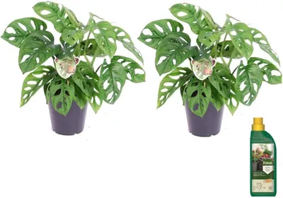 Productafbeelding van Kamerplant Set - Gatenplant - Interieur Decoratie - Luchtzuiverend - Pot 12 cm - Groen