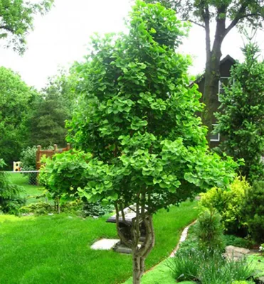 Produktbild von Ginkgo biloba 50-60 cm, Cont. 3 l