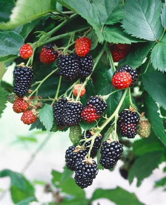 Zdjęcie produktu dla Rubus fruticosus 'Triple Crown', Brombeere, dornenlos, 30-40 cm
