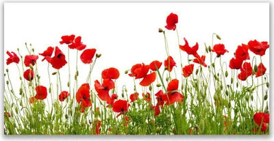 Produktbild von Tulup Leinwand-Bilder 140x70 Wandbild Canvas Kunstdruck Wiese Mohnblumen Natur