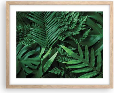 Produktbild von Gerahmtes Poster - Rahmen in heller Eiche - Exotisch Blätter Monstera - 50x40 cm - Wand Bild - Wanddeko - Wandbilder - Kunstposter - Wandposter - Bilderrahmen - Bilder - Kunstdruck - P2NAA50x40-4746