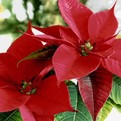 Produktbild von 20 Servietten Blooming red - Weihnachtsstern in voller Blüte 33x33cm