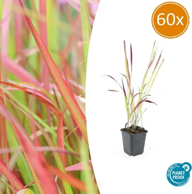 Obrázek produktu pro Okrasná tráva – japonská tráva krvavá – Imperata cylindrica 'Red Baron' – 9cm květináč – sada 60 rostlin