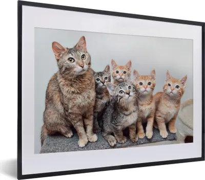 Produktbild von MuchoWow® MuchoWow® Gerahmtes Poster Katze - Kätzchen - Fell 40x30 cm - Poster mit zchwarzem Bilderrahmen - Bilderrahmen - Poster im Rahmen