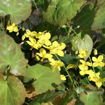 Produktbild von 6 x Elfenblume  - Epimedium perralderianum 'Frohnleiten'  | Topf 9cm x 9cm