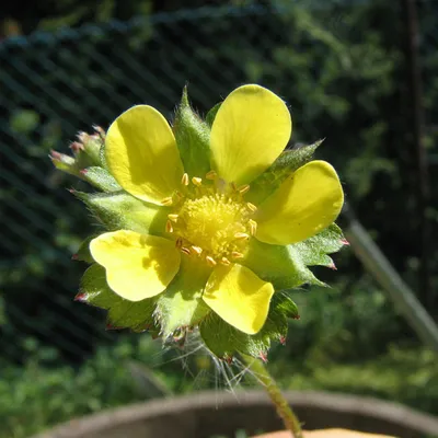 Obrázek produktu pro 6 x jahodník - Duchesnea indica | květináč 9 cm x 9 cm
