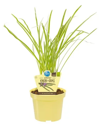 Produktbild von Knobi-Gras- Thulbaghia violacea - Kräuterpflanze im 12cm Topf