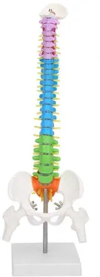 Productafbeelding van Anatomisch model - Zeer realistisch - Wervelkolom - Flexibel - 45 cm - Menselijke wervelkolom
