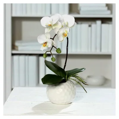 Produktbild von Künstliche Phalaenopsis-Orchidee in weißem Keramiktopf, Höhe ca. 33 cm