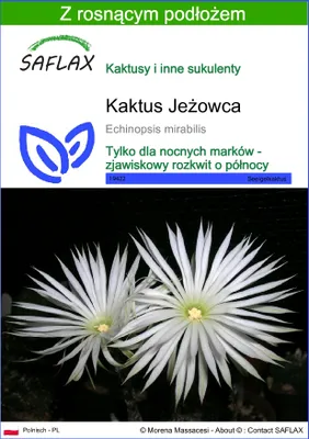 Zdjęcie produktu dla SAFLAX - Kaktus Jeżowca - 40 Nasiona - Z podłożem uprawowym wolnym od zarazków - Echinopsis mirabilis