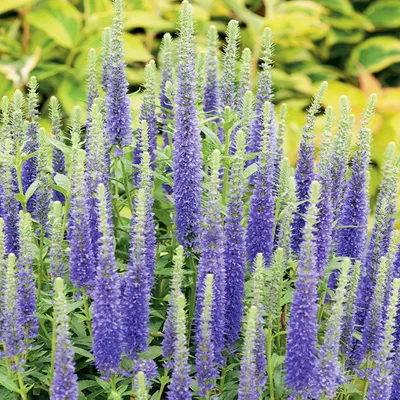 Immagine prodotto di Veronica Przetacznik Kłosowy Blue Blu 1 pz piantina piantina