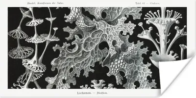 Produktbild von MuchoWow® Poster Moos - Botanisch - Vintage - Schwarz und weiß - Pilz Illustration 120x60 cm - Bild