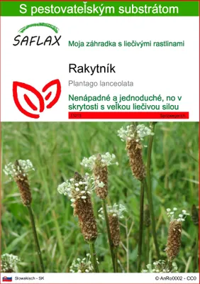 Obrázok produktu pre SAFLAX - rakytník - Plantago lanceolata - 100 Semená - S pestovateľským substrátom bez klíčkov