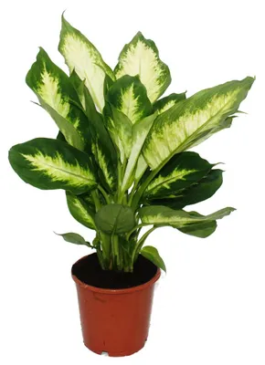 Produktbild von Exotenherz Dieffenbachie "Camilla" 1 Pflanze pflegeleichte Zimmerpflanze luftreinigend- 12cm Topf